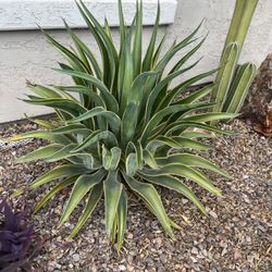 Variegated Smooth Agave Plant Pups 