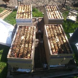 Honey Bee Hives