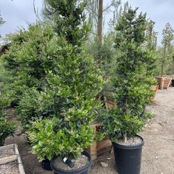 Ligustrum japonicum, Waxleaf Privet Hedges plant, 15gal 