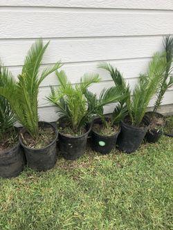 Sago Palm
