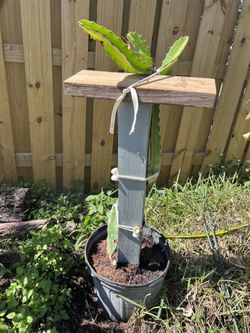 Dragon Fruit Plant. Mr Woo With 4x4 Trellis