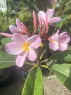 Plomeria 