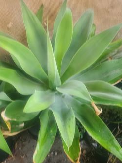 Agaves 15 Galones $20