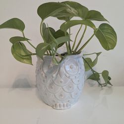 Two Potted Plants And Two Succulents 
