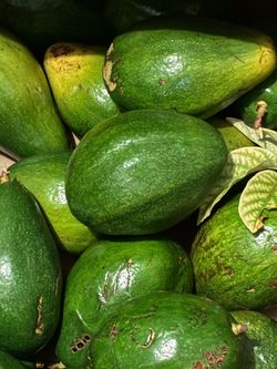 Fresh Green Avocados