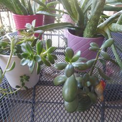 Pots With Plants