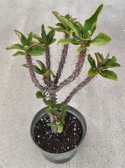 Euphorbia 'Crown of Thorns' in 8" pots