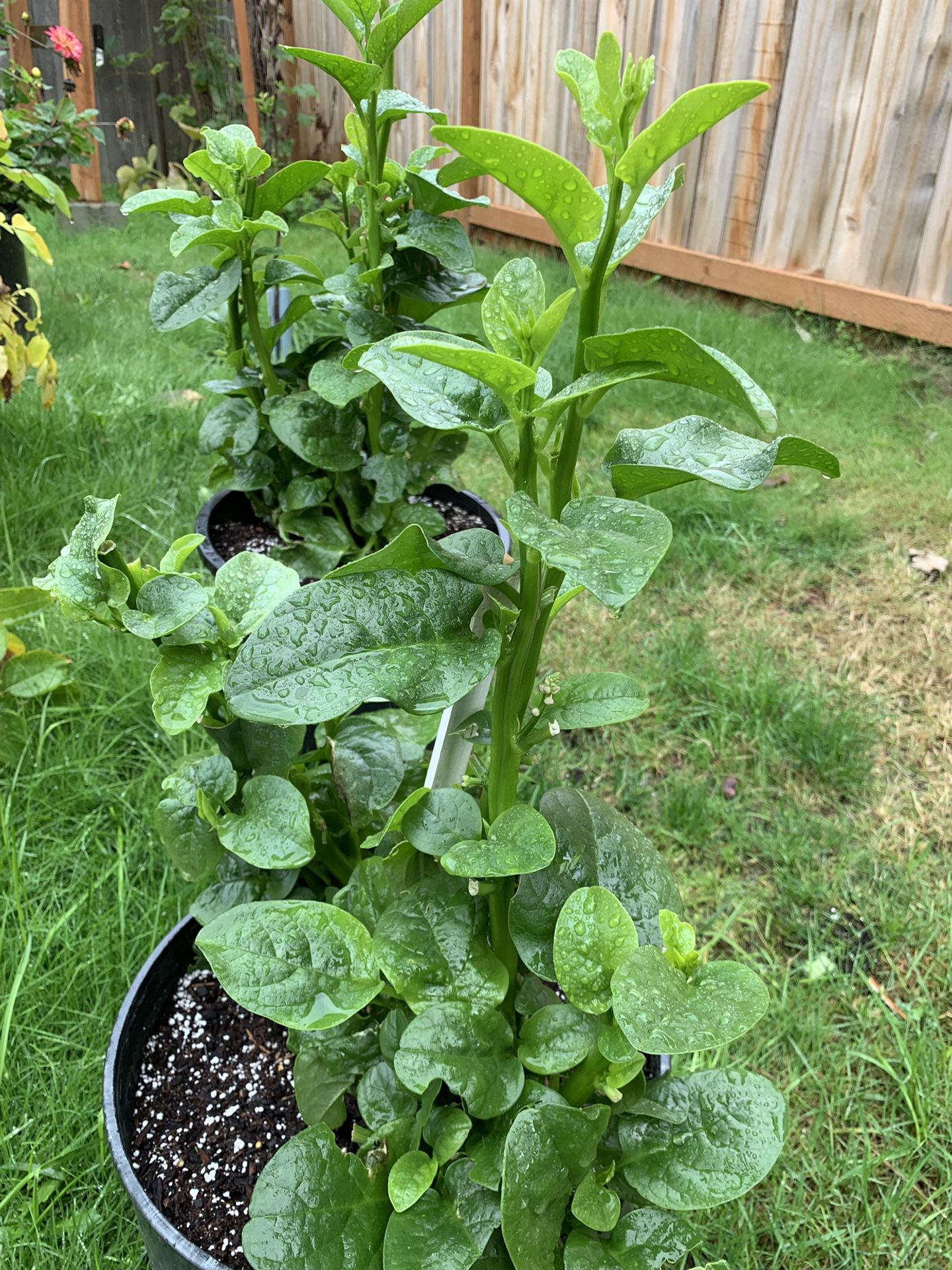 Chinese spinach $20/each and chili plant $5/each