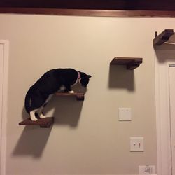 Cat Shelves