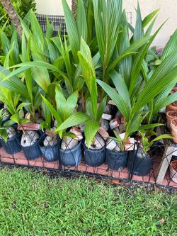 Coconut Palms and CLUSIA plants