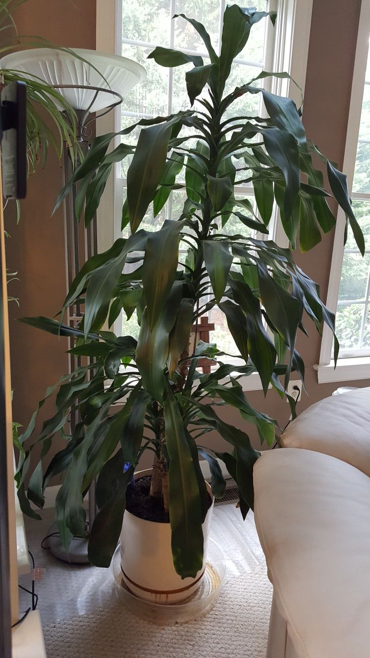 Healthy indoor 6.5 ft life plant