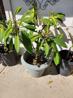 Plumeria trees