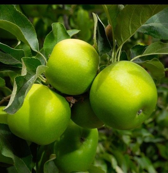 Granny Smith Apple Tree 6ft With 25lb Pot