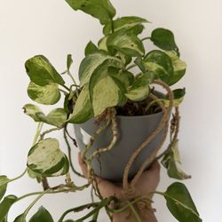Pothos Manjula