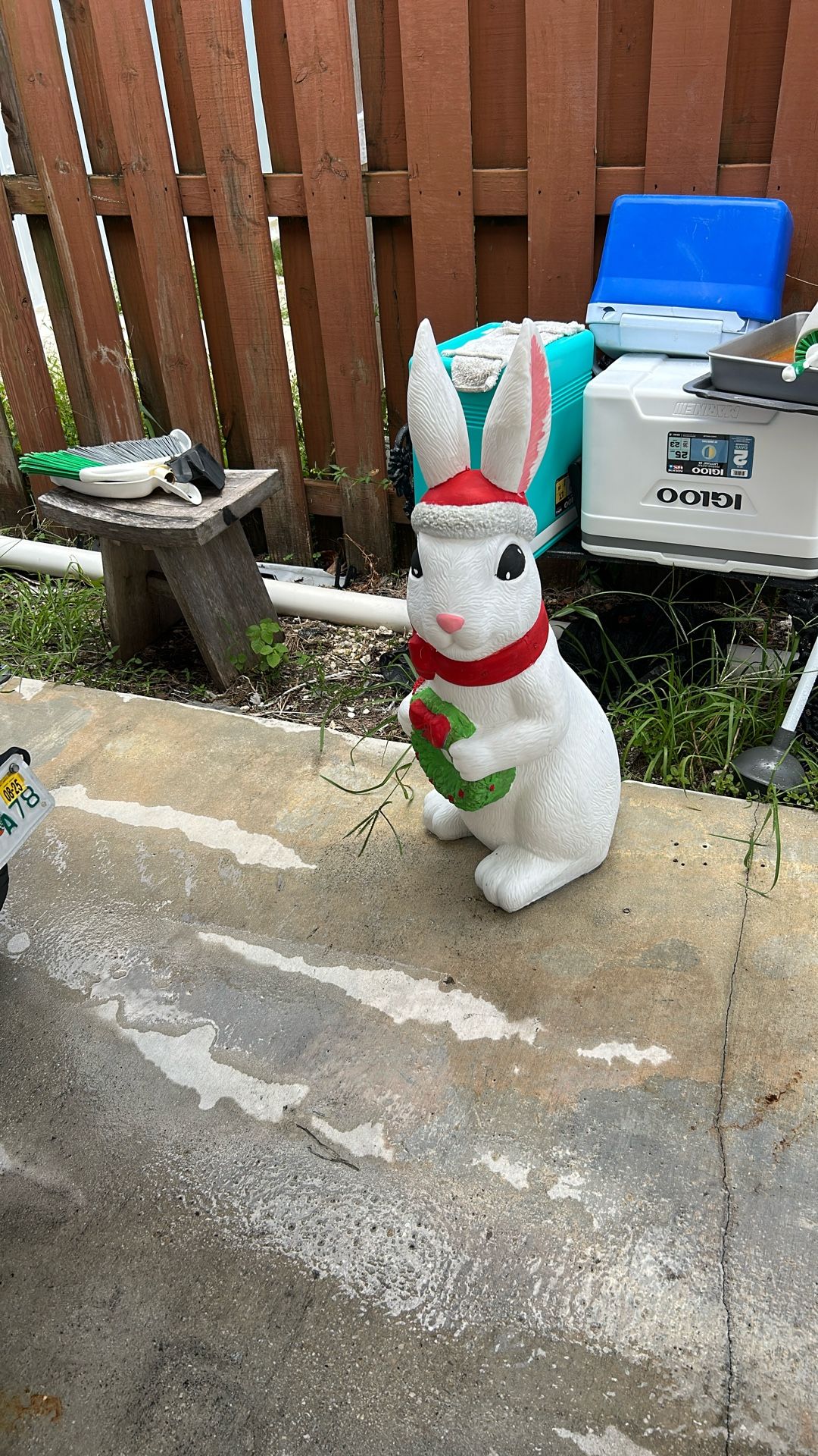 🐇 Conejo Rabbit