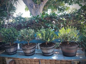 Dwarf Olive Bonsai Tree