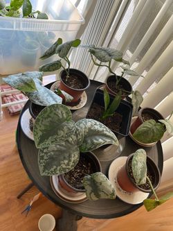 Plants $7 each