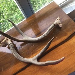 Deer Horns 