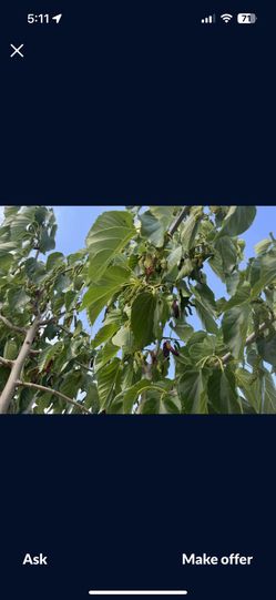 Mulberry Tree Growing Well