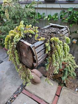 Large Vintage Wooden Hanging Burro's Tail Succulent