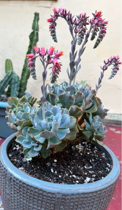 Blooming Ruffled Echeveria Succulent in Textured Blue-Gray Ceramic Planter