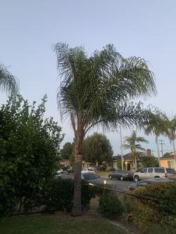 Palm tree