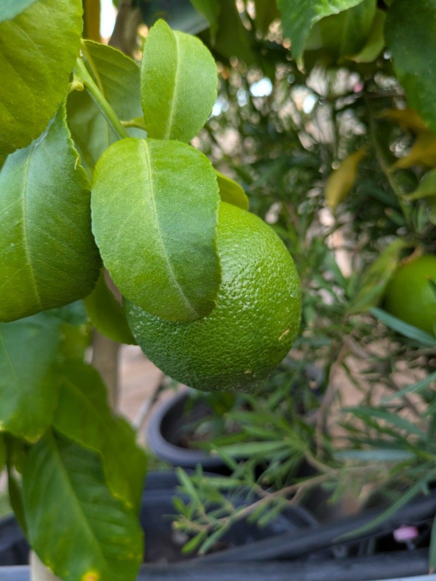 $275 Each Arizona Grown Citrus Trees 25gal