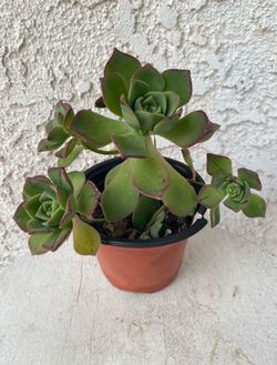 4 Inch Pot Succulent Plant - Aeonium Haworthii - Kiwi Verde - Pinwheel - Rooted & Established - Drought Resistant 🪴