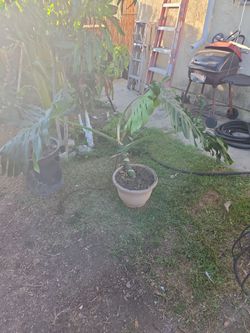 Monstera Deliciosa