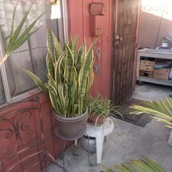 Snake Plant in 12inch Pot