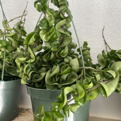 Hoya Hindu Rope Plant