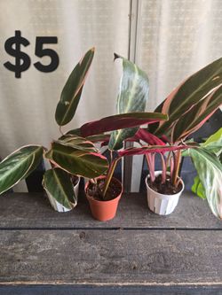 4" Triostar Plant