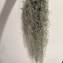 Air Plant Usneoides Bundle 