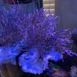 Reef Tank Decore