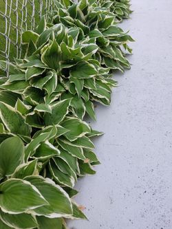 Hostas - $1 for 1 Stalk