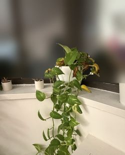 Golden Pothos with Long Trailing Vines, White Pot