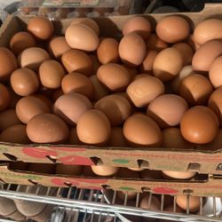 Farm Fresh Eggs