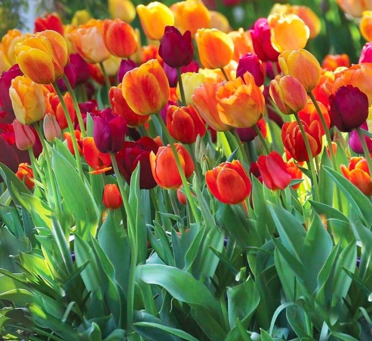 Brilliant Mix Melange Tulip Plant Bulbs 🌷Flowers