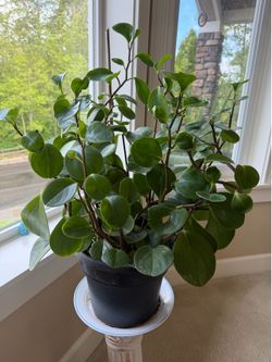 Peperomia asking for $15