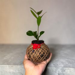 Kokedama