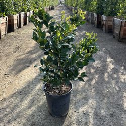 Ligustrum Waxleaf Privets Hegde