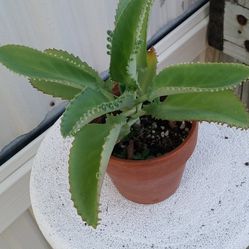 Mother Of Thousands Kalanchoe Plant