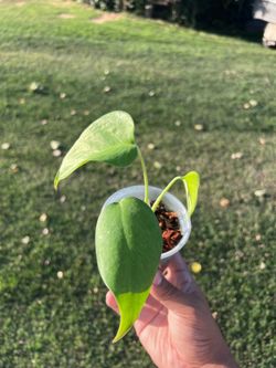 Monstera Sierrana