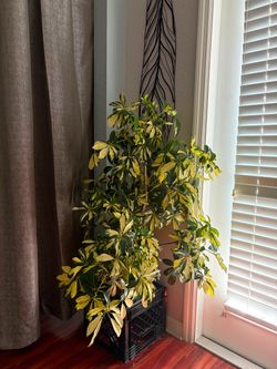 Large Variegated Schefflera Indoor Plant