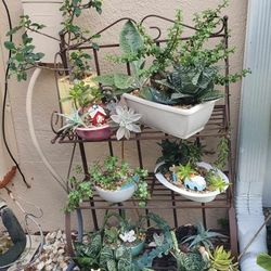 Plant SUCCULENTS SALE TOMORROW 