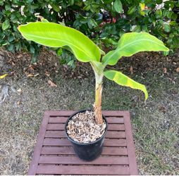 1 Gallon- Healthy Banana Tree