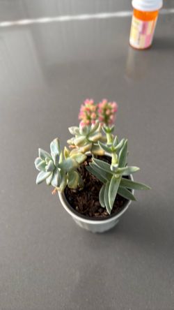 Flowering Live Succulent in a teapot