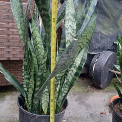 Large Sansevieria Snake Plant