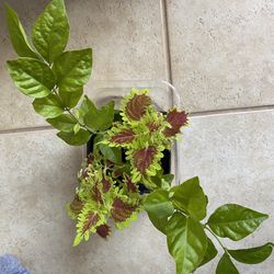 Arabian Jasmine And Coleus Plants