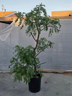 Arbol  de Jocote Ciruela Corona con fruta